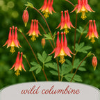Backyard Bird Wildflower Bundle | Tall & Short Mini Mixes | Prairie Legacy Inc.