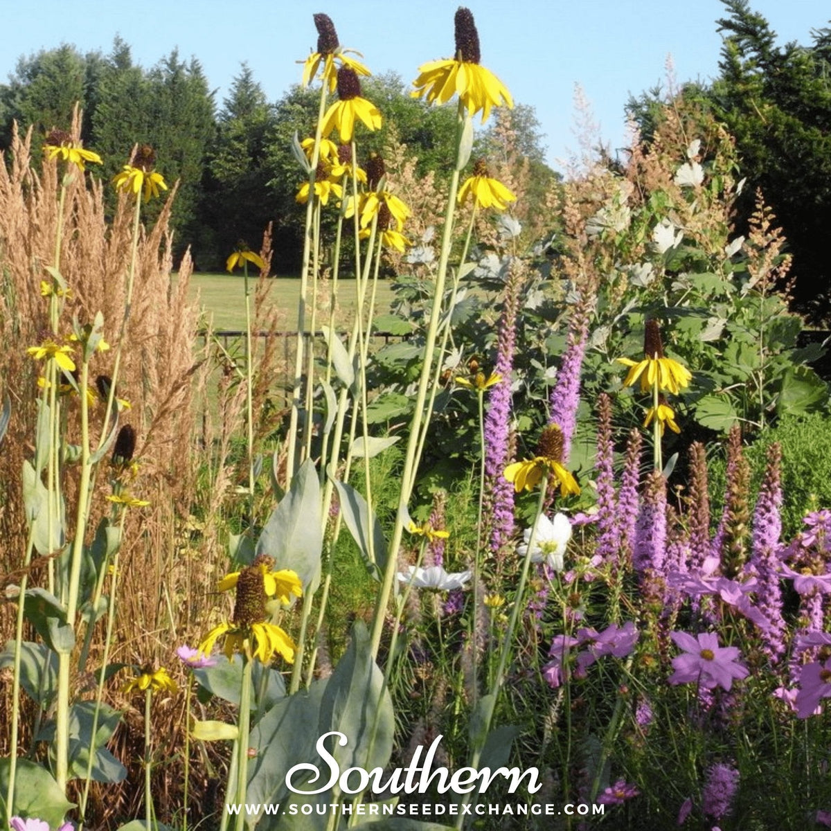 Great Coneflower – 100 Seeds