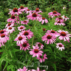 Purple Coneflower (Echinacea) – 100 Seeds