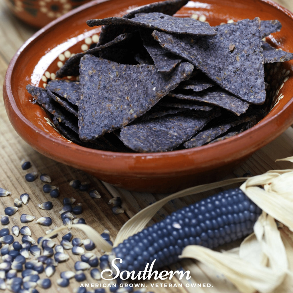 Hopi Blue Corn – 30 Seeds