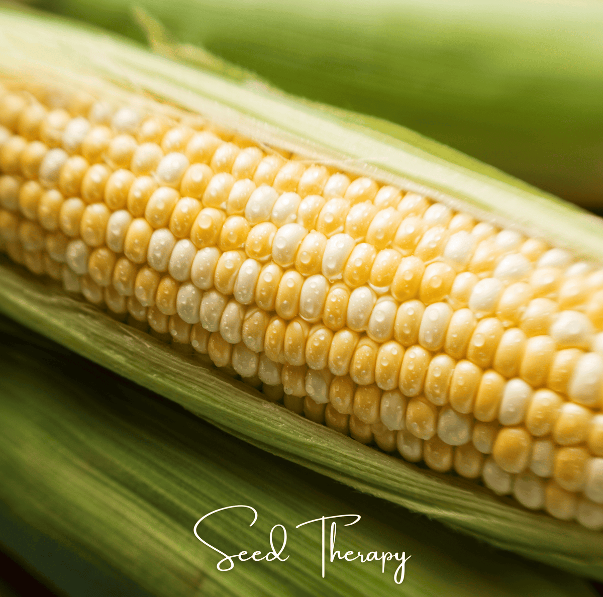 Peaches & Cream Corn – 30 Seeds