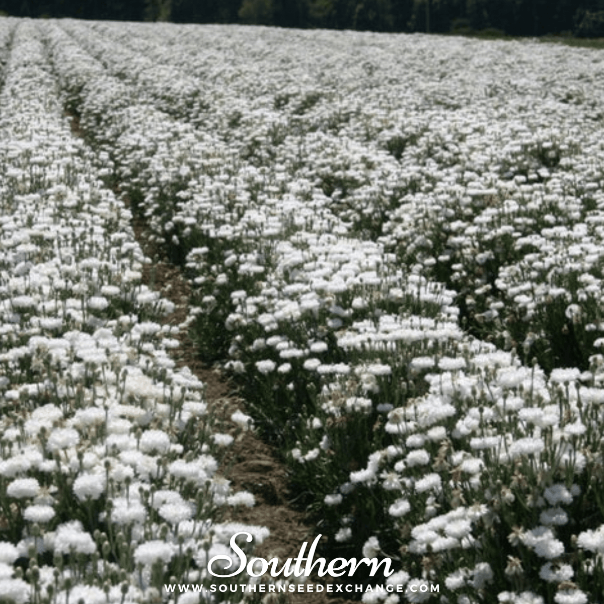 Tall White Cornflower – 100 Seeds