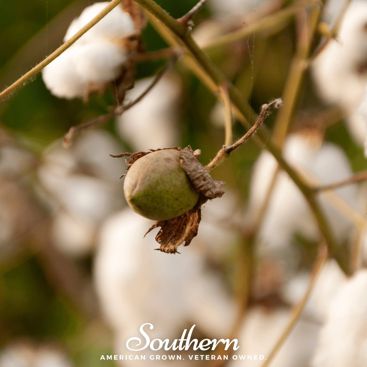 Levant Cotton – 20 Seeds