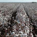 Upland Cotton – 20 Seeds