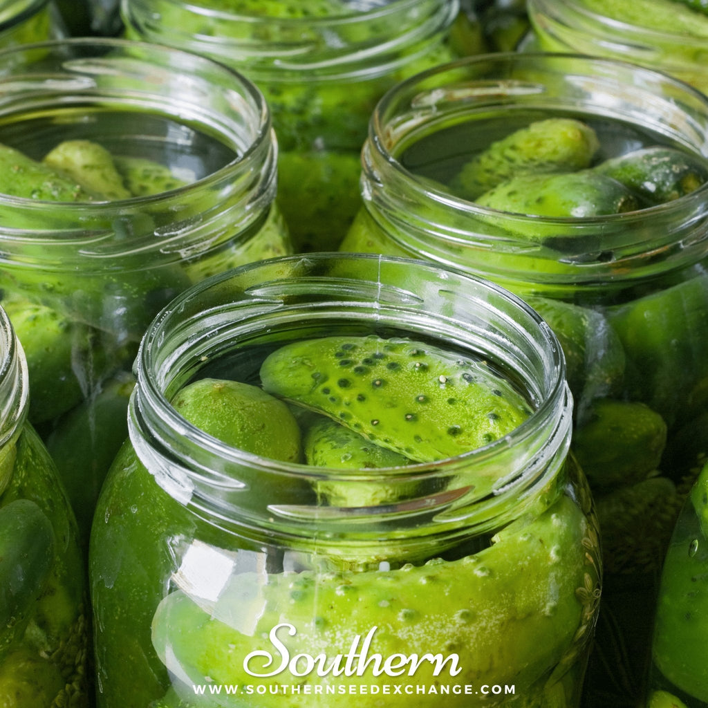 Boston Pickling Cucumber – 30 Seeds