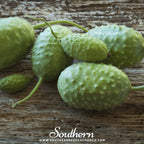 West Indian Gherkin Cucumber – 30 Seeds
