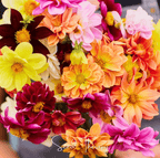 Early Bird Dahlia – 25 Seeds
