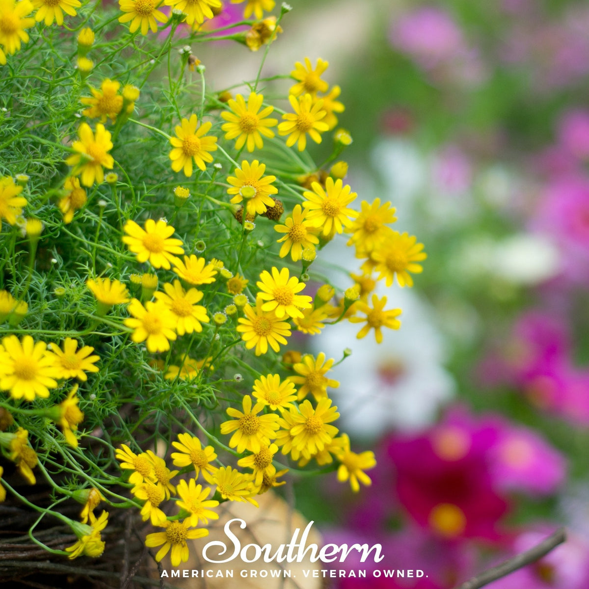Dahlberg Daisy – 500 Seeds