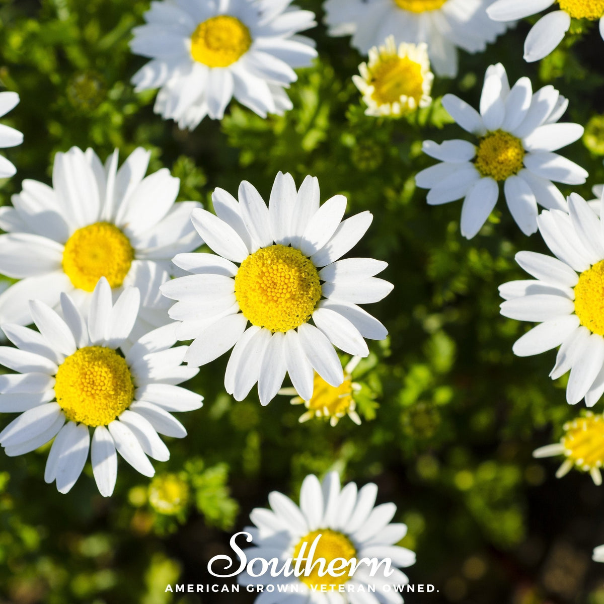Dwarf Shasta Daisy – 100 Seeds