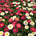 Super Enorma English Daisy Mix – 100 Seeds