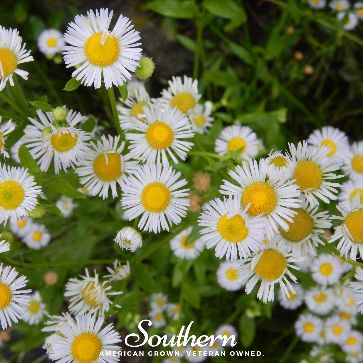 Dainty Daisy Fleabane – 100 Seeds