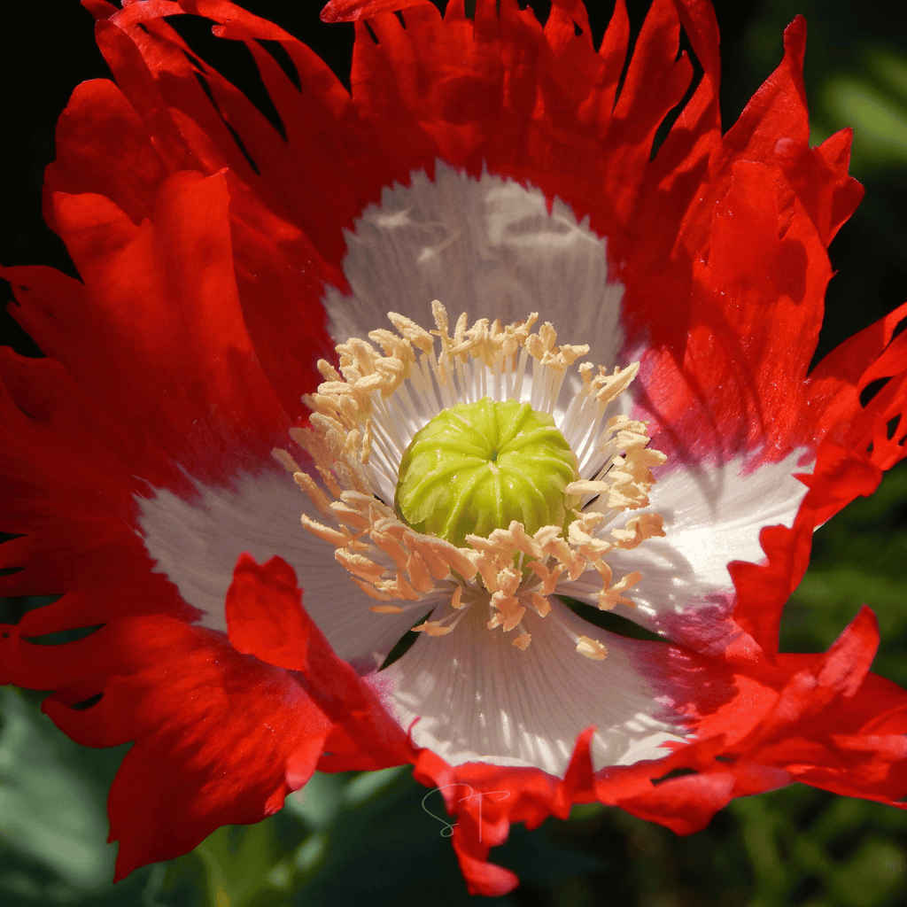 Danish Flag Poppy – 100 Seeds