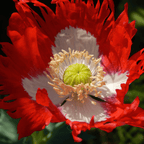 Danish Flag Poppy – 100 Seeds