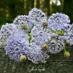 Blue Lace Flower Didiscus – 50 Seeds