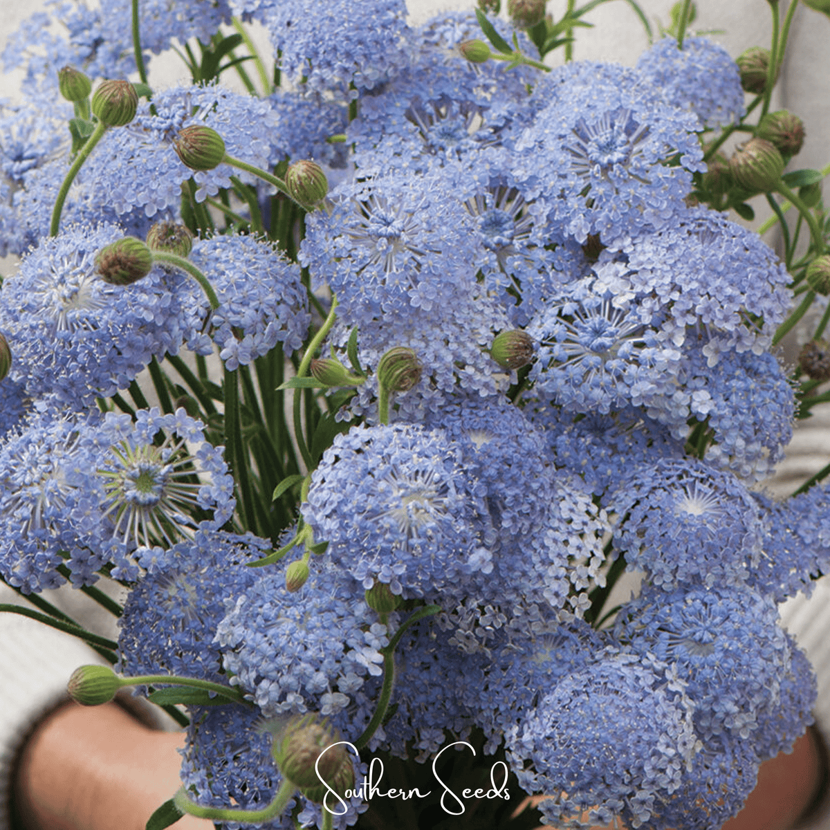 Blue Lace Flower Didiscus – 50 Seeds