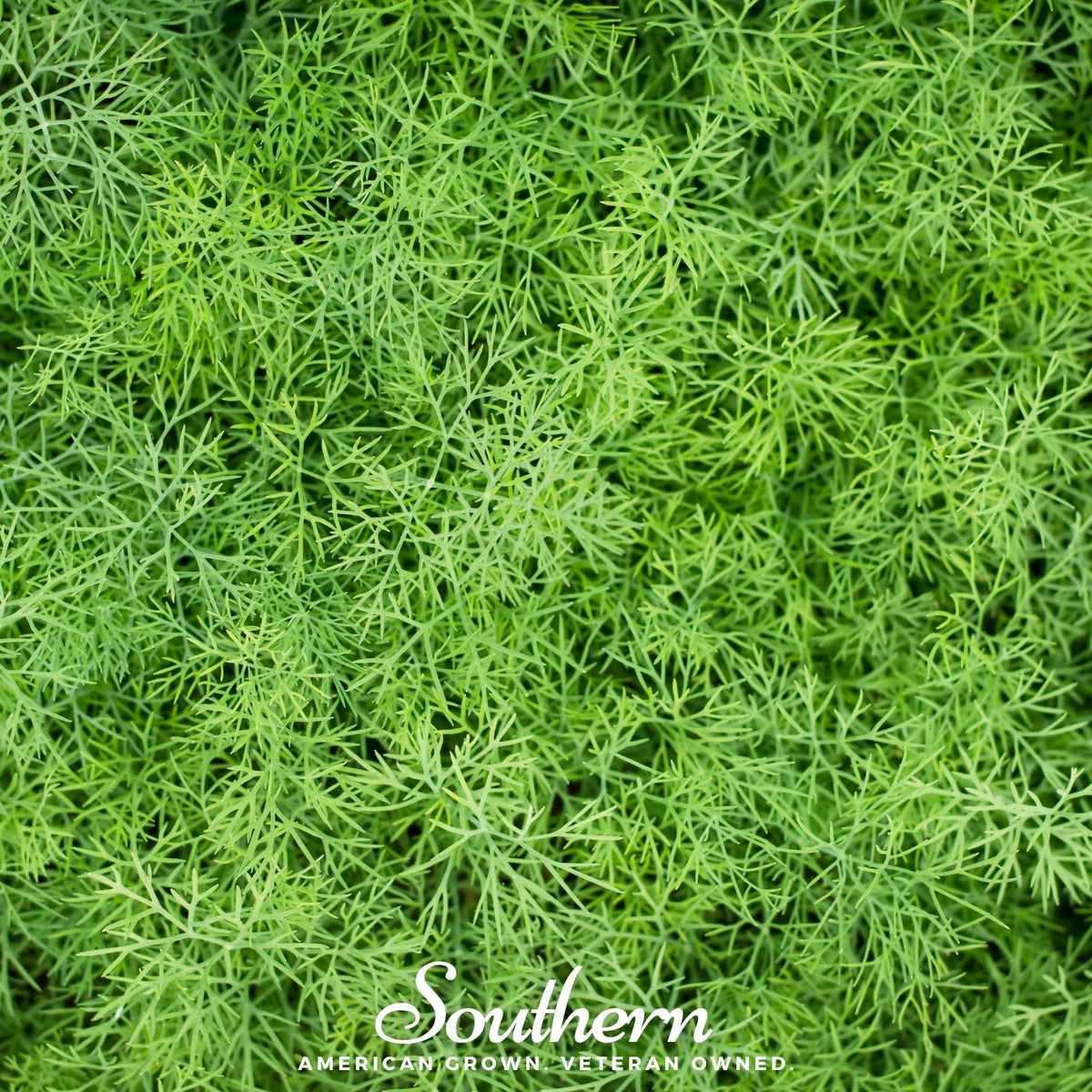 Dwarf Fernleaf Dill – 100 Seeds