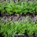 Dwarf Fernleaf Dill – 100 Seeds