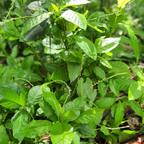 Jamaican Guinea Hen Weed (Anamu)