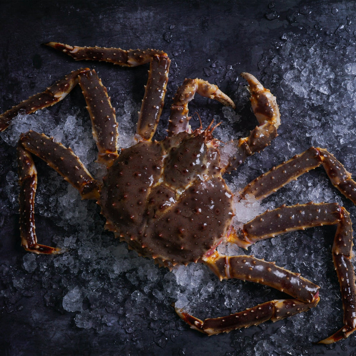 Live King Crab | Whole Crab