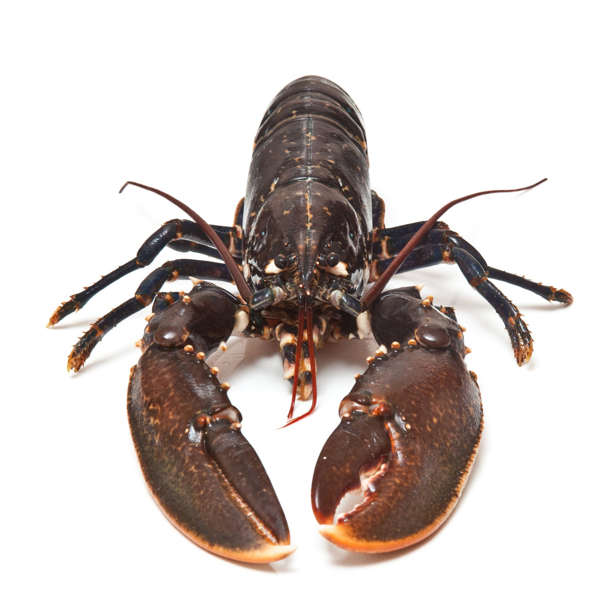 Live Maine Lobsters | Whole Lobster Packs