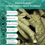 Akshit Dried Guava Leaves ( Hojas De Guayaba ) - 2.6 oz | Pure Guava Leaf for Tea | Feuilles de goyave | Caffeine free, Non GMO, Gluten-free, bio Akshit
