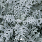 Dusty Miller Sivertown – 200 Seeds