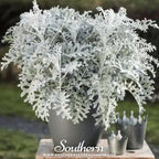 Dusty Miller Sivertown – 200 Seeds