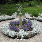 Dusty Miller Sivertown – 200 Seeds