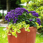 Dwarf Marine Heliotrope – 50 Seeds
