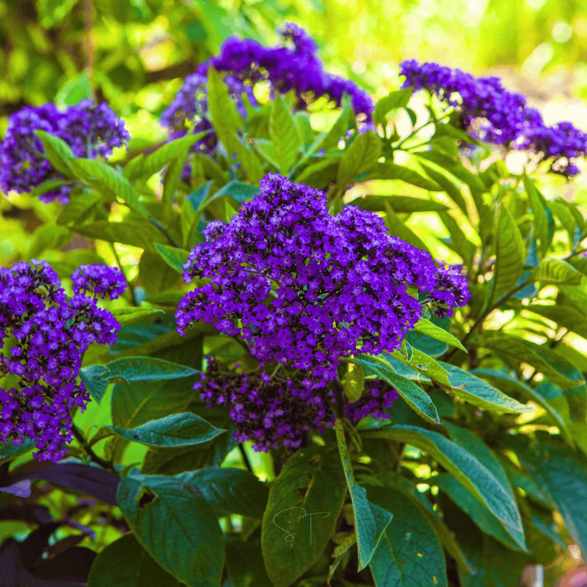 Dwarf Marine Heliotrope – 50 Seeds