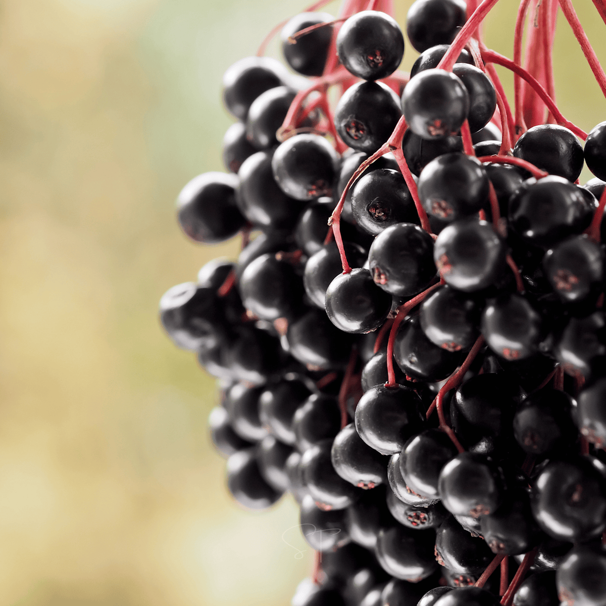 Elderberry Seed Collection (American Black • Red • Blue)