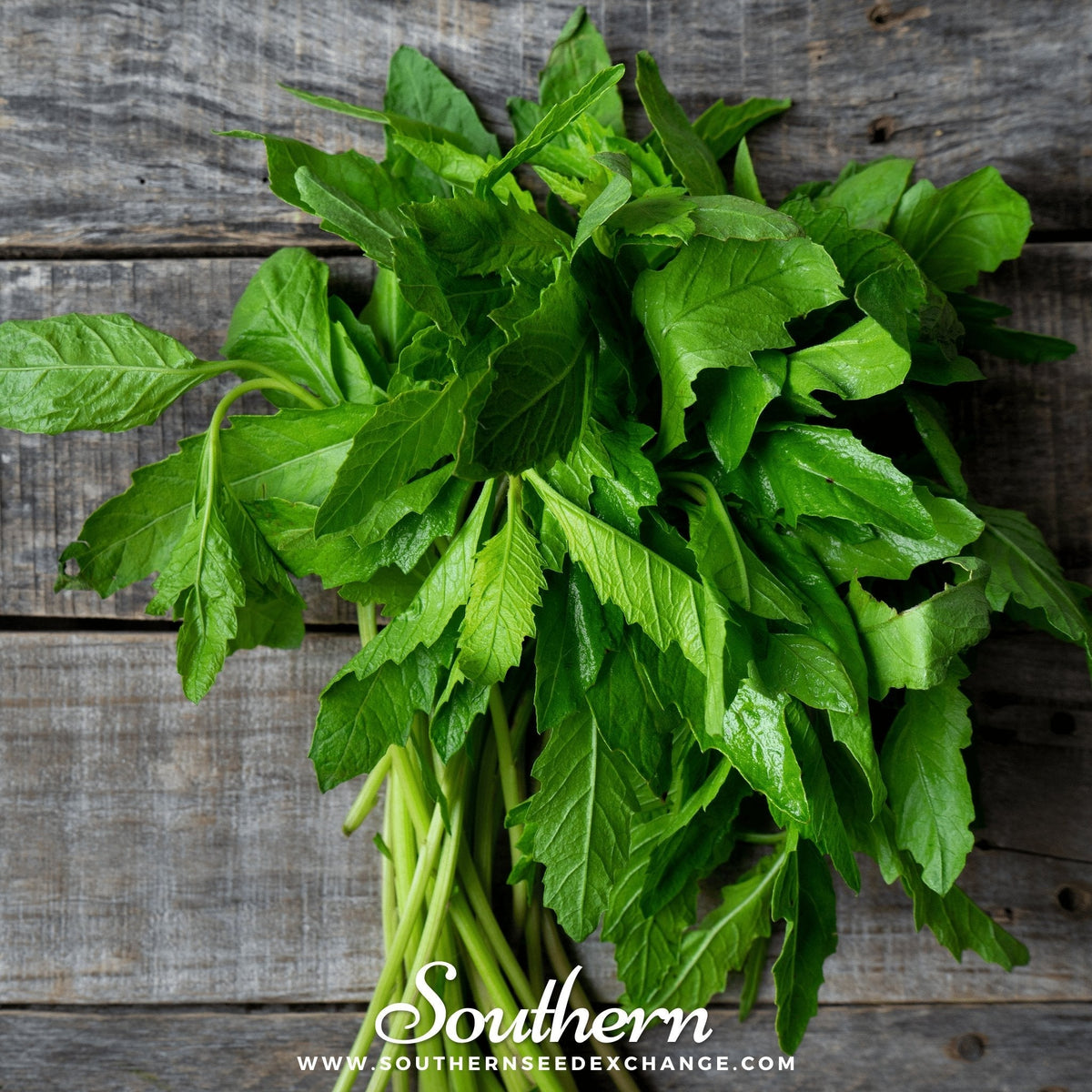 Epazote – 25 Seeds