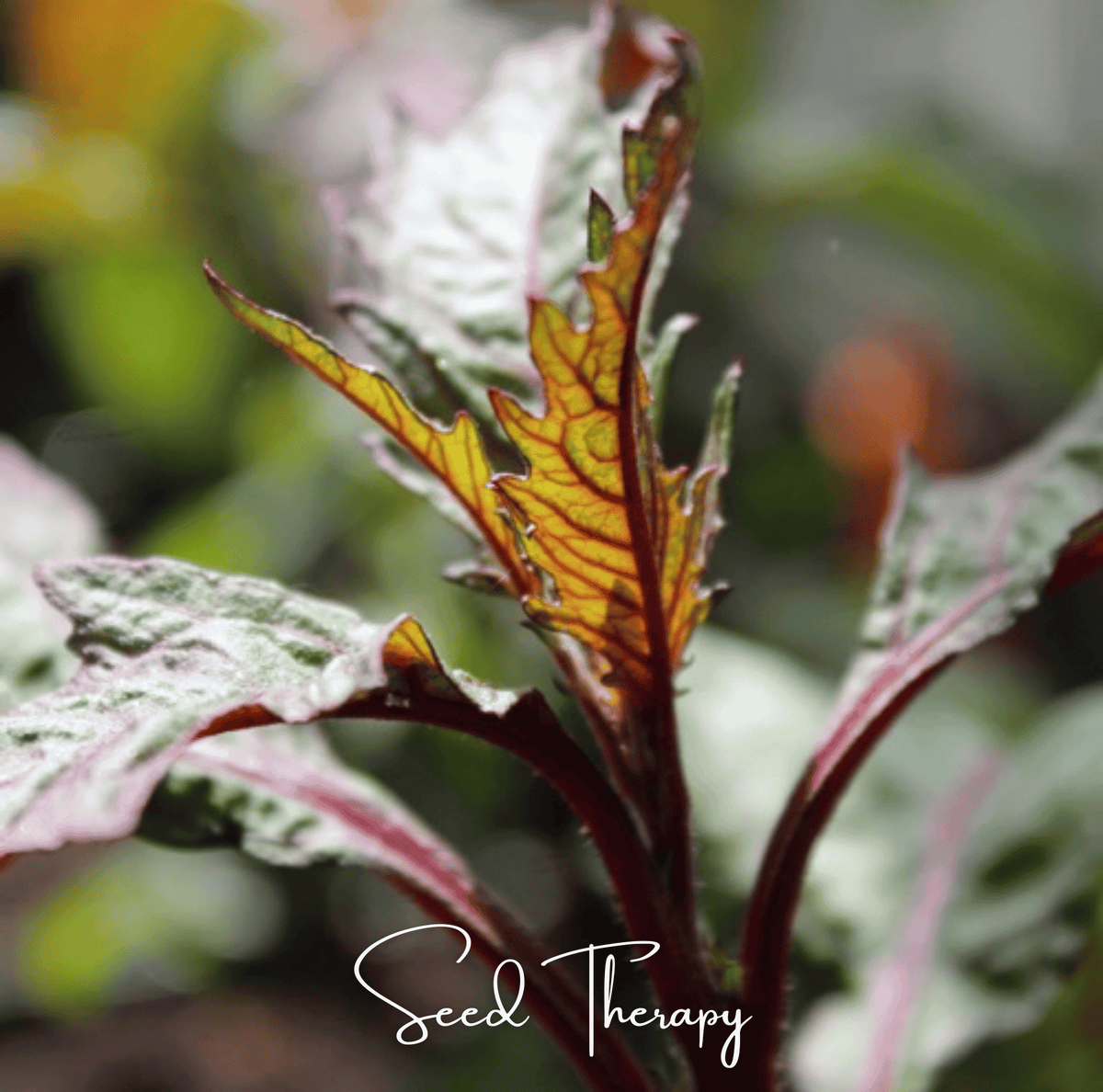 Red Oaxaca Epazote – 100 Seeds