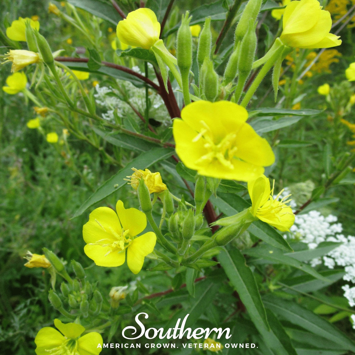 Common Evening Primrose – 100 Seeds