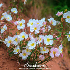 Pale Evening Primrose – 100 Seeds