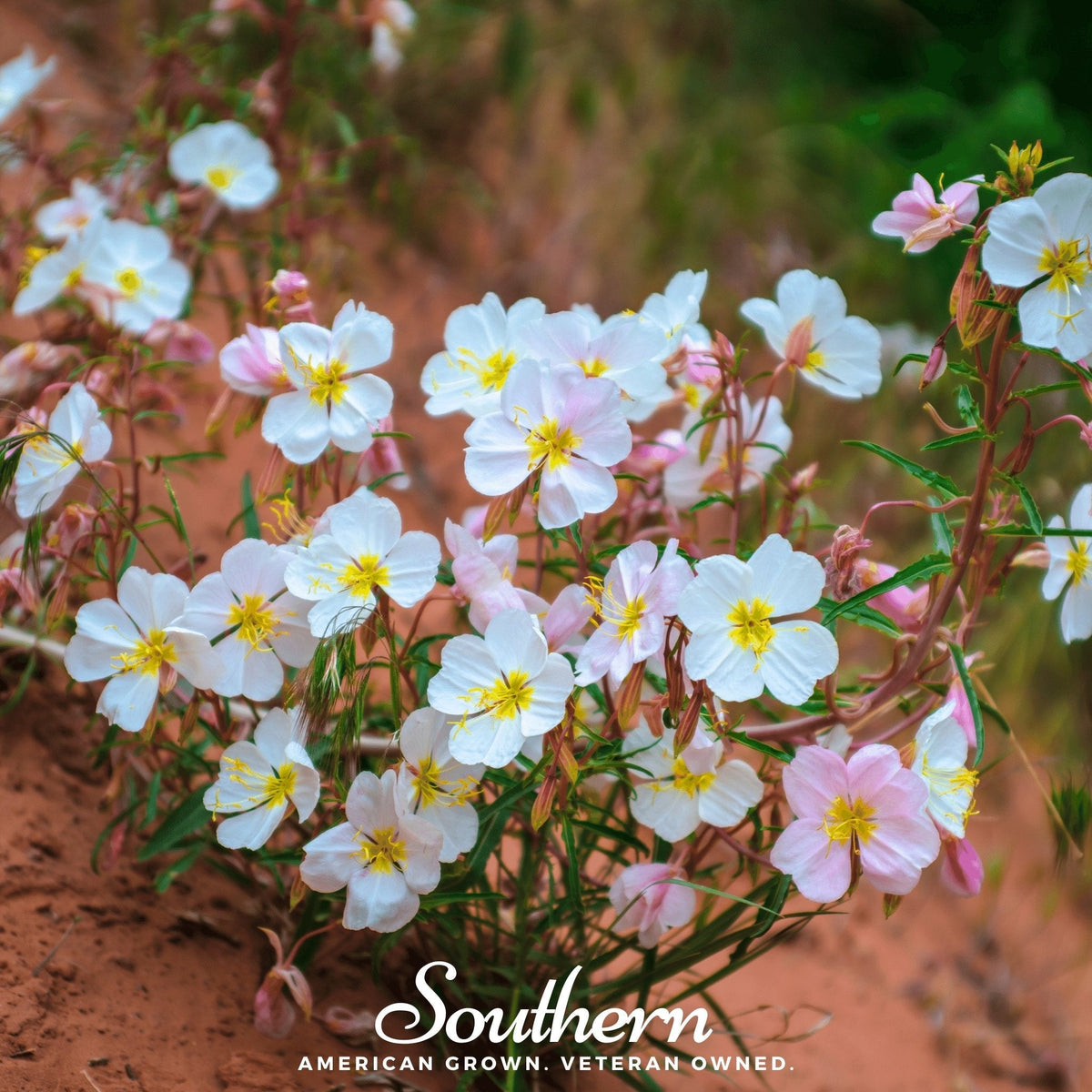 Pale Evening Primrose – 100 Seeds