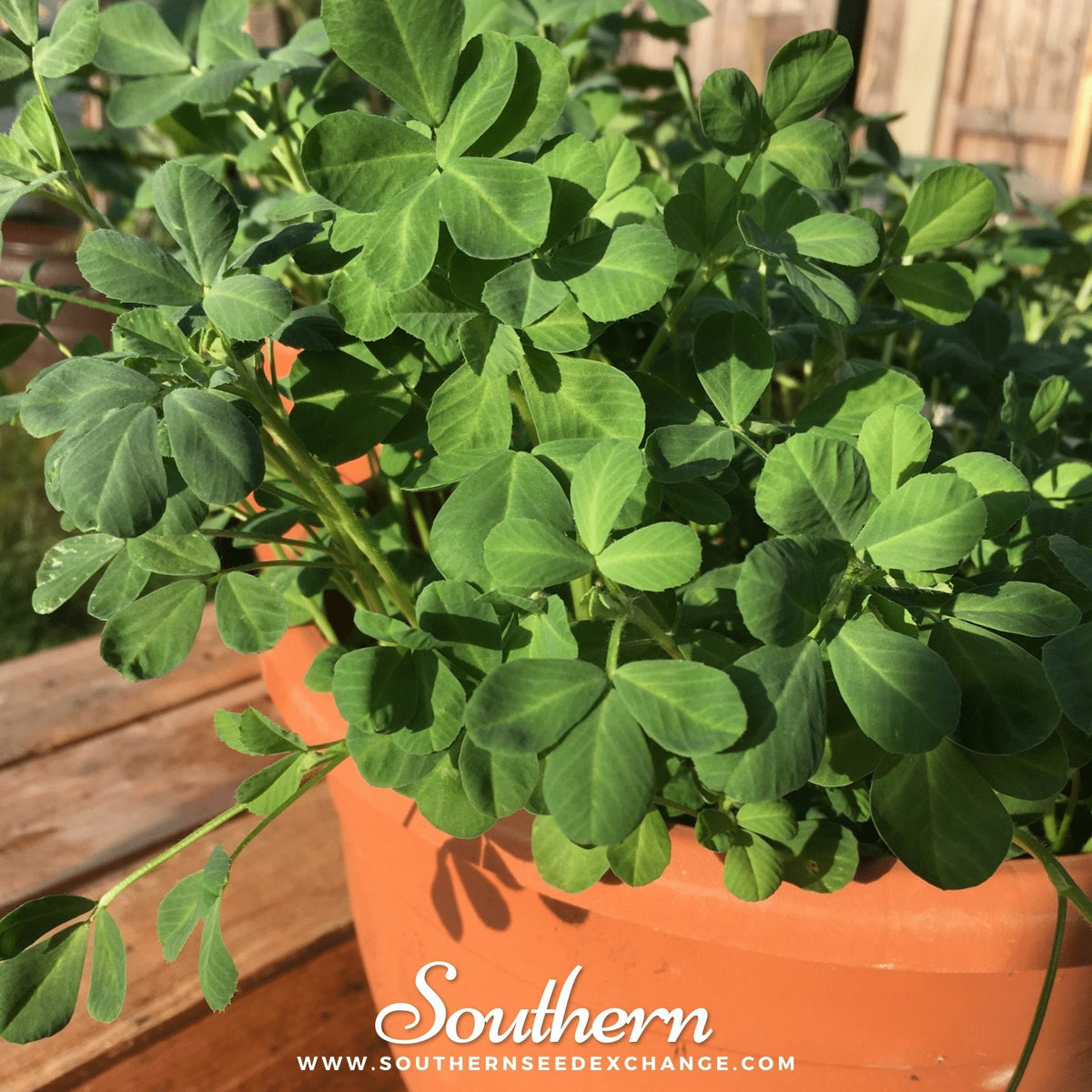 Fenugreek – 50 Seeds