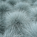 Blue Fescue – 100 Seeds