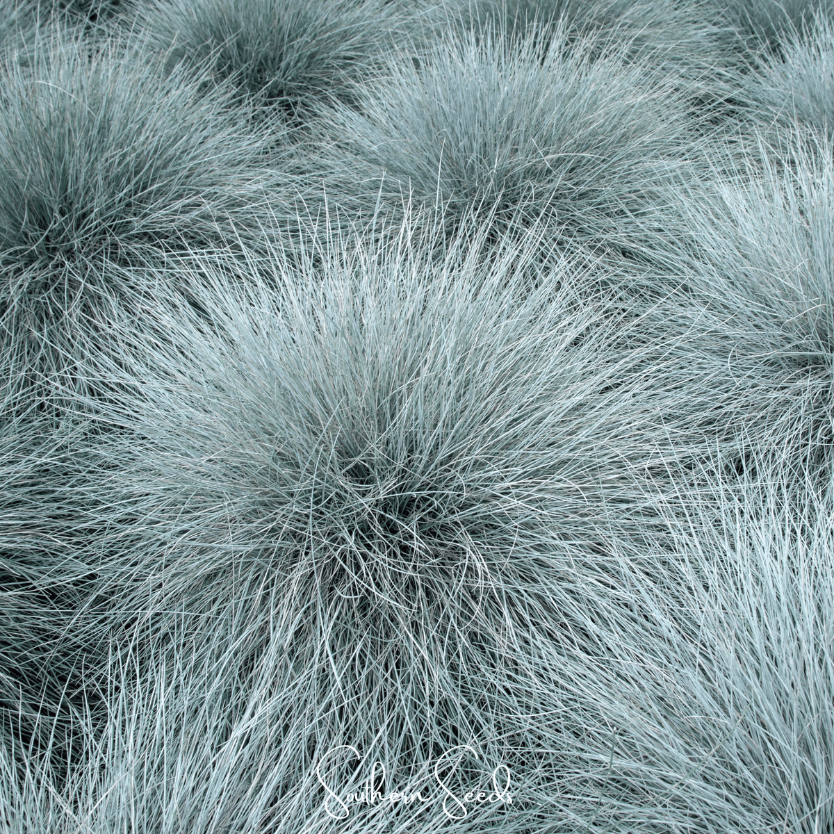 Blue Fescue – 100 Seeds