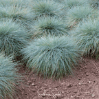 Blue Fescue – 100 Seeds
