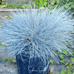 Blue Fescue – 100 Seeds