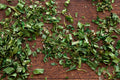 Fines Herbes