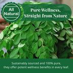 Dried Moringa Leaves 2.6 oz – Loose Leaf Herbal Tea | Akshit