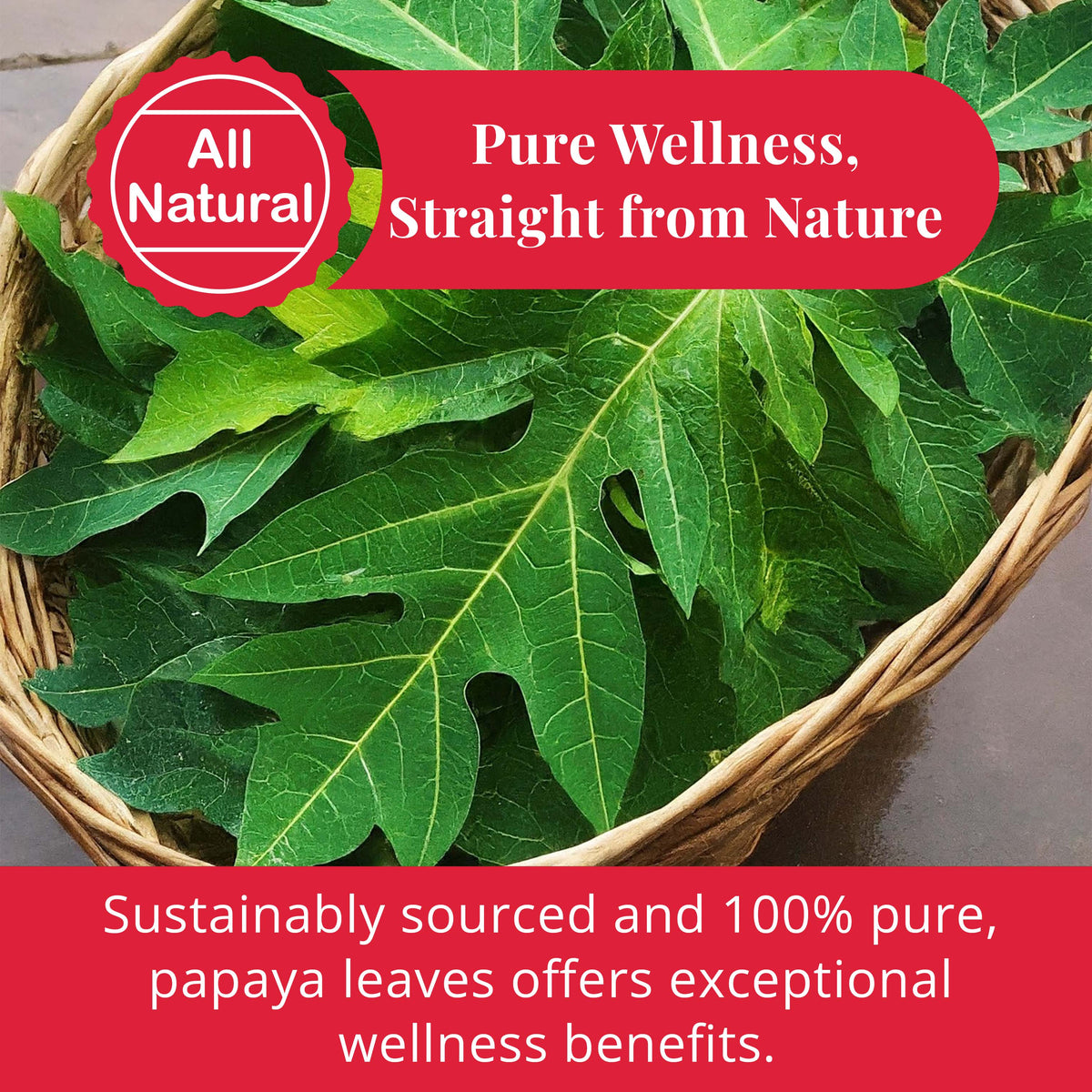 Dried Papaya Leaves 2.6 oz – Loose Leaf Herbal Tea | Akshit