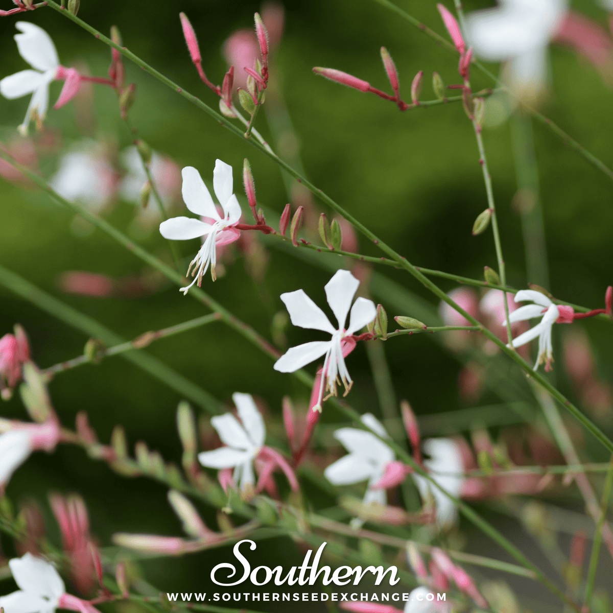 Gaura – 50 Seeds