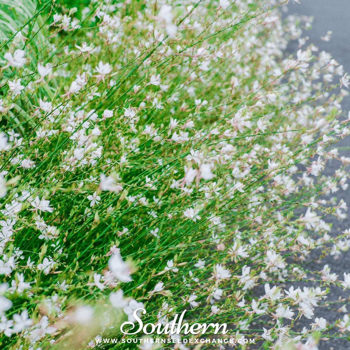 Gaura – 50 Seeds