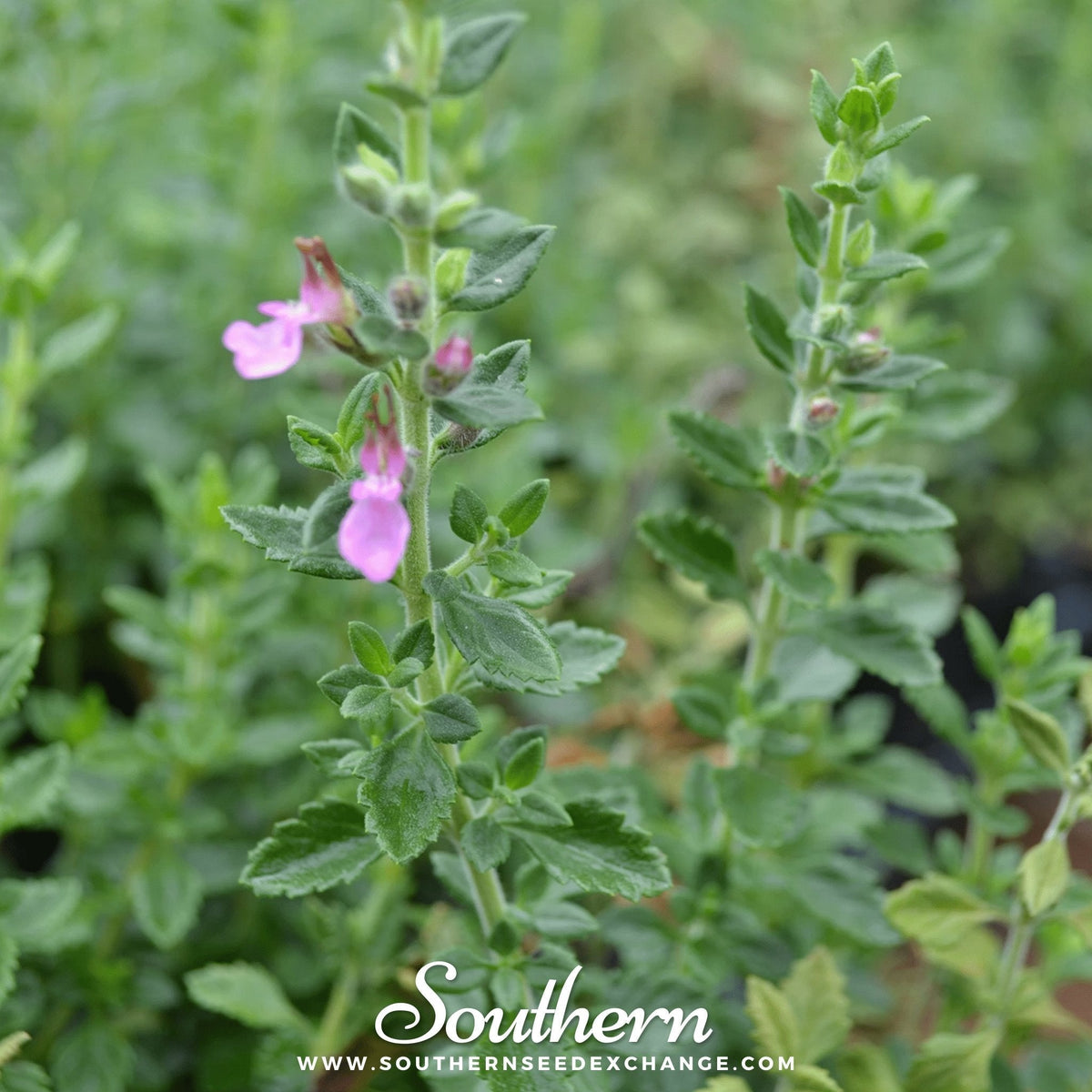 Wall Germander – 25 Seeds