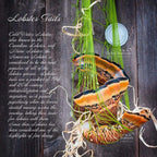 Caribbean Lobster Tails | Wild-Caught, Frozen