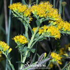 Stiff Goldenrod – 100 Seeds