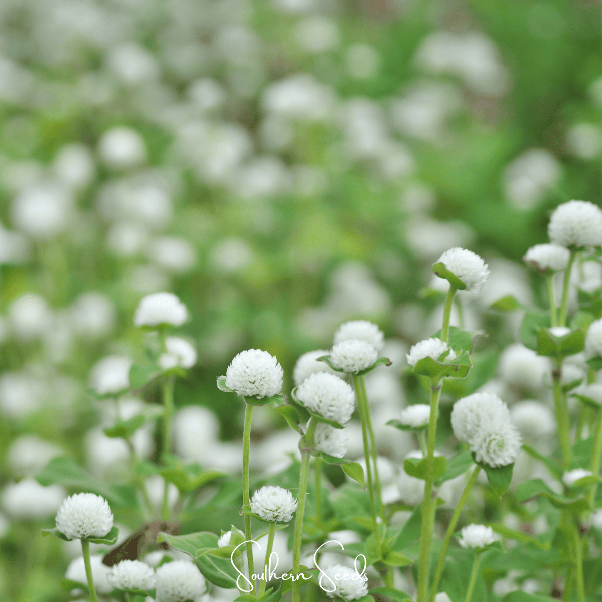 White Globosa Gomphrena – 50 Seeds
